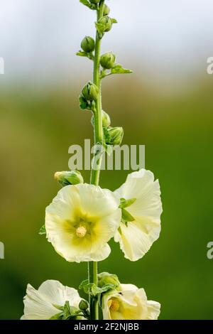 Gelbe Hollyhockblüten (Alcea rugosa). Stockfoto