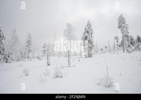 Frischer Schnee auf den Bäumen Stockfoto