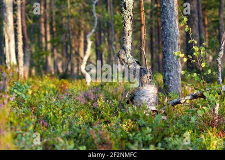 Wandertour in Schweden entlang des Höga Kustenleden Wanderweges Stockfoto