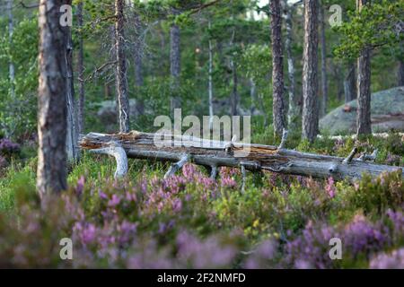 Wandertour in Schweden entlang des Höga Kustenleden Wanderweges Stockfoto