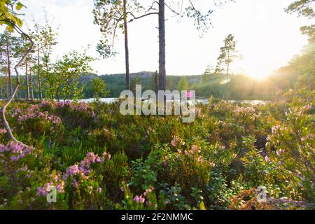 Wandertour in Schweden entlang des Höga Kustenleden Wanderweges Stockfoto