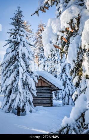 Kleine traditionelle halbversteckte Blockhütte in einem Wald von hohen Tannen mit Schnee bedeckt, dolomiten Winterlandschaft. Comelico Superiore, provinz belluno, venetien, italien Stockfoto
