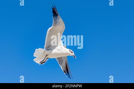 Moewe, Larinae, Fliegen, Himmel, Kuba Stockfoto