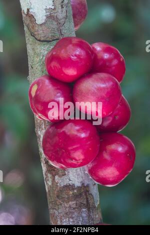 Gereifte Früchte der duftenden daphne (Phalaria clerodendron) schaumend auf Baumstamm. Fotografiert in Cow Bay, Daintree Rainforest, Australien Stockfoto