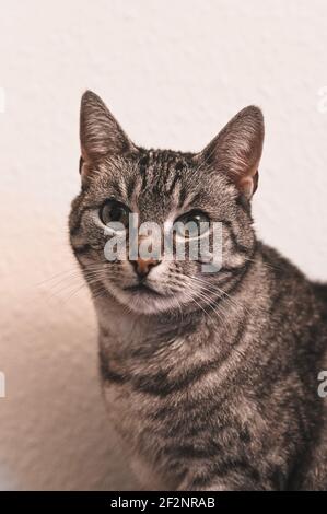 Porträt einer grauen europäischen Kurzhaarkatze mit schwarzen Streifen und grünen Augen Stockfoto