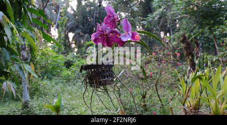 Dunkle violette Farbe Orchideenblumen blühten auf einem hängenden Topf Im Hausgarten Stockfoto