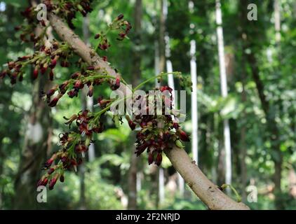 Nahaufnahme eines Bilimbi-Baumes mit wenigen winzigen Rötliche Bilimbi-Blüten und junge Früchte Trauben Stockfoto