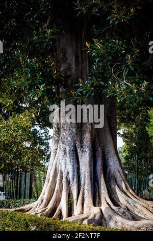 Großer Moreton Bay Feigenbaum, Wurzel des Ficusbaums. Gärten von Murillo. Sevilla. Andalusien. Spanien. Stockfoto
