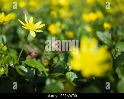 Ficaria Verna früher Ranunculus Ficaria L. allgemein bekannt als kleine Celandine oder Pilewort Gelbe Blumen Stockfoto