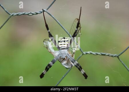 St Andrew's Cross Spider (Argiope aetherea) auf Zaun mit Beute, fotografiert im Garten von Cow Bay, Daintree, Far North Queensland, Australien. Stockfoto