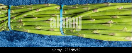 Nahaufnahme eines Bündels von sehr langen und riesigen Stielen von grünem Spargel auf blauem Hintergrund. Organischer Texturhintergrund für ein Banner. Stockfoto