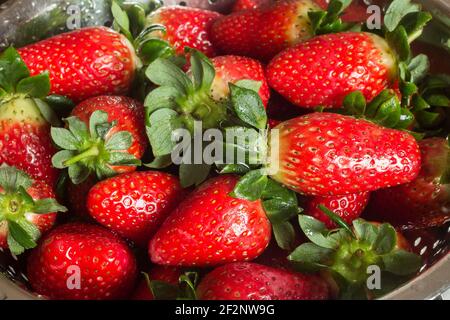 Nahaufnahme von vielen frisch gewaschenen Erdbeeren in einem mikroperforierten Metallsieb. Waschen Sie Obst und gesunde Ernährung. Stockfoto