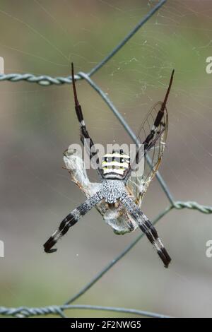 St Andrew's Cross Spider (Argiope aetherea) auf Zaun mit Beute, fotografiert im Garten von Cow Bay, Daintree, Far North Queensland, Australien. Stockfoto