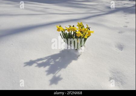 | Narzissen Osterglocken im Schnee im Schnee, Fastenzeit Lily Stockfoto