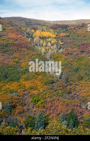 Herbstfarbe (Gambel Eiche. Quakende Espe und Colorado blaue Fichte) in SW Colorado USA Stockfoto