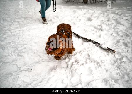 Ein Cavalier King Charles Spaniel mit braunem Mantel Stockfoto