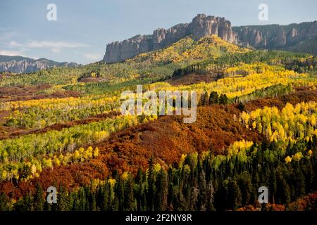 Herbstfarbe (Gambel Eiche. Quakende Espe und Colorado blaue Fichte) in SW Colorado USA Stockfoto