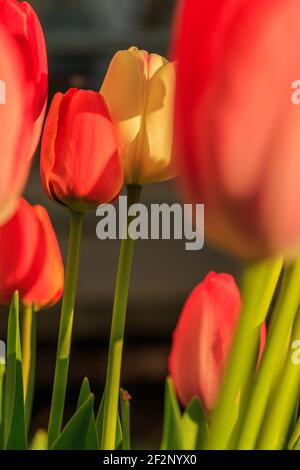 Blick durch die Blüten der Blumen. Rote und gelbe Blüten von Tulpen. Rote Blüten im Vordergrund und im Hintergrund bei Frühlingssonnenstrahlen. Anlage Stockfoto