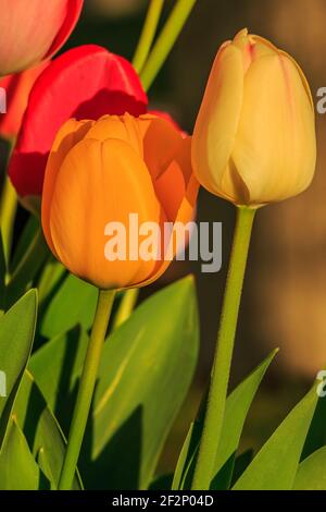 Gelbe orange und rote Tulpenblüten bei Sonnenschein. Leicht offene Blüte der Pflanze im Frühjahr. Blütenblätter im Detail der Pflanzengattung Stockfoto