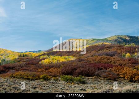 Herbstfarbe (quakende Espe und Gambeleiche) In SW Colorado USA Stockfoto