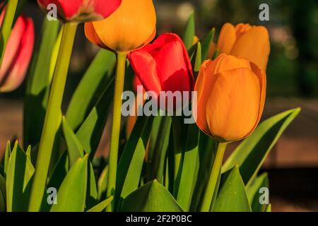 Farbige Tulpenblüten im Frühlingssonne. Rot gelb orange Blüten der Gattung der Pflanzen in der Familie der Lilie. Blume mit grünen Blättern und Stiel Stockfoto