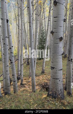 Aspen Hain (Populus tremuloides) im Uncompahgre National Forest Colorado Stockfoto