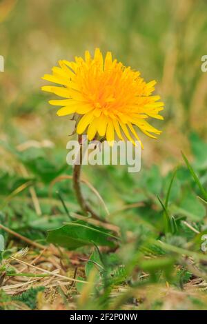 Löwenzahn auf einer grünen Wiese. Offene einzelne gelbe Blume mit vielen Blütenblättern mit grünem Gras im Frühjahr eingerahmt. Pflanze der Gattung Taraxacum. Grün Stockfoto