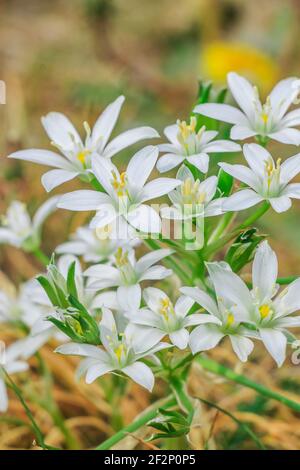 Weiße Blüten von der milchigen Sterndolde. Pflanze mit mehreren Blumen auf einer Wiese. Blume im Frühling. Gattung der milchigen Sterne Ornithogalum innerhalb der AS Stockfoto