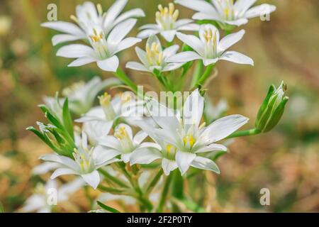 Mehrere offene und geschlossene weiße Blüten vom Doldenmilchstern. Pflanze mit mehreren Blumen auf einer Wiese. Blume im Frühling. Gattung der milchigen Sterne Stockfoto