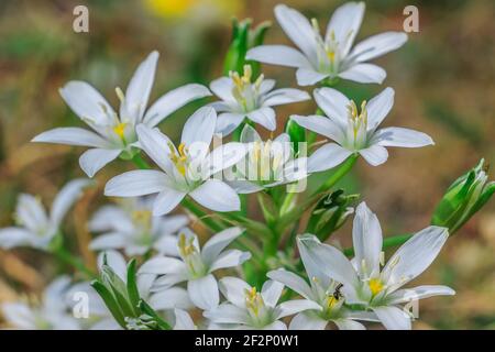 Weiße Blüten von der milchigen Sterndolde. Pflanze den Stern von Bethlehem auf einer Wiese. Blüht im Frühling mit weißen Blütenblättern und Pollen mit Stempel. Milchgattung Stockfoto