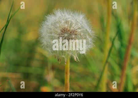 Löwenzahn-Blüten im Detail mit Samen am Stiel. Verwelkte Löwenzahn im Sommer. Wiesenblüte auf einer grünen Wiese. Weiße Fasern des fliegenden Samens Stockfoto