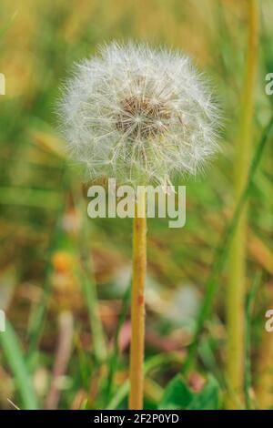 Löwenzahn mit fliegenden Samen und Blütenstielen auf einer Wiese. Im Frühjahr völlig verwelkte Löwenzahn. Blütenkopf einer wilden Pflanze mit Samen der gemeinsamen Stockfoto