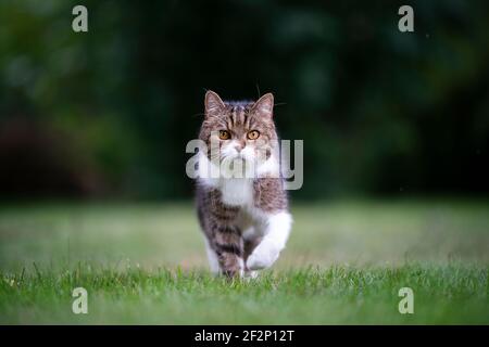 Tabby weiße Katze zu Fuß in Richtung Kamera auf grünem Rasen mit Speicherplatz kopieren Stockfoto