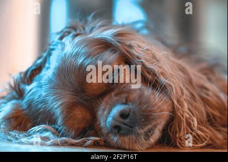 Ein Cavalier King Charles Spaniel mit braunem Mantel Stockfoto