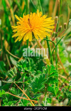 Wiese im Frühling Sonnenschein mit Blume. Einzelne gelbe Blüte des Löwenzahn (Taraxacum) bei Sonnenschein. Insektenamantchen kriecht in den Blütenblättern. Stockfoto