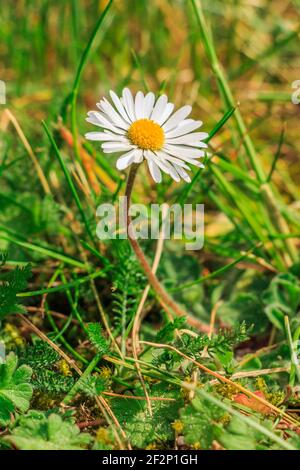 Wiesenblüte im Frühling. Einzelne Gänseblümchen auf einer Wiese. Weiße Blüten in Sonnenschein mit gelben Pollen und Stollen. Einzelne Grashalme auf der Wiese Stockfoto
