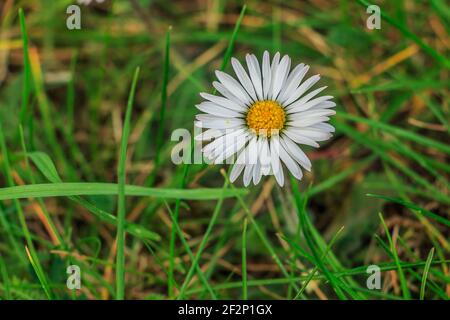 Gänseblümchen auf einer Wiese. Weiße Blüten in Sonnenschein mit gelben Pollen und Stollen. Einzelne Grashalme auf der Wiese im Detail. Wiesenblume in sp Stockfoto