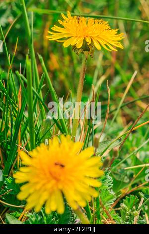 Zwei Blüten von Löwenzahn in einer Wiese. Gelbe Blüte im Hintergrund im Detail. Grünes Gras im Sonnenschein mit Wiesenblumen. ANT bei Rückfluss Stockfoto