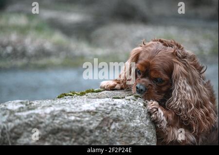Ein brauner Calvalier König Charles Spaniel versucht, ein Leck von einem großen Felsen zu fangen. Stockfoto