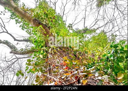 Ivy wächst einen Baum heran Stockfoto
