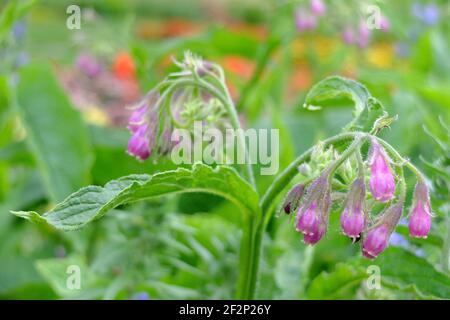 Die gemeinsame Beinwell (Symphytum officinale) in Blüte Stockfoto