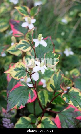 Das herzförmige Houttuynia 'Chamäleon' mit Blüte (Houttuynia cordata) Stockfoto