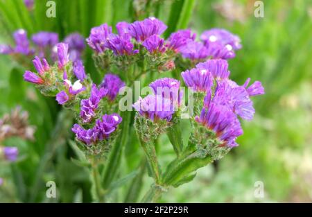 Geflügelter Lavendel (Limonium sinuatum) in Blüte Stockfoto