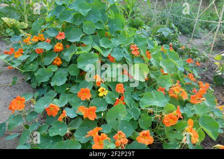 Die große Kapuzinerkresse (Tropaeolum majus) als Bodendecke Stockfoto