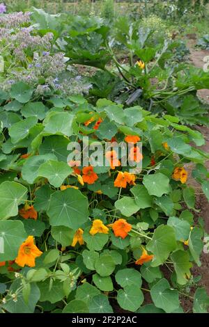 Die große Kapuzinerkresse (Tropaeolum majus) im Gemüsefleck, dahinter: Zucchini (Cucurbita pepo) Stockfoto