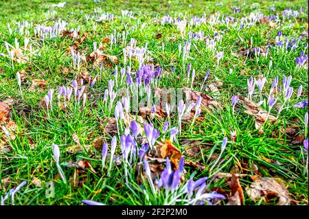 Im Frühjahr wachsen auf der Wiese purpurrote Krokusse Stockfoto
