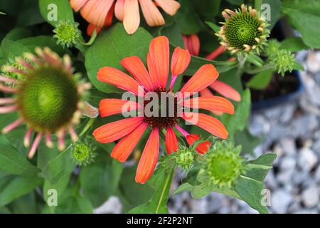 Nahaufnahme von Blütenkeilchen in voller Blüte im späteren Sommer Stockfoto