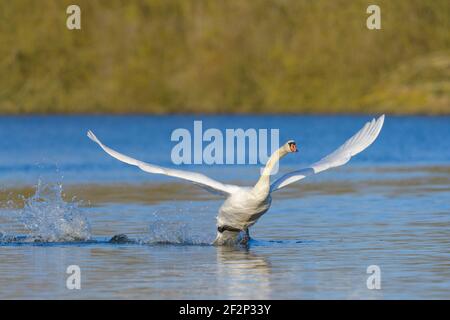 Start stummer Schwan (Cygnus olor), März, Hessen, Deutschland Stockfoto