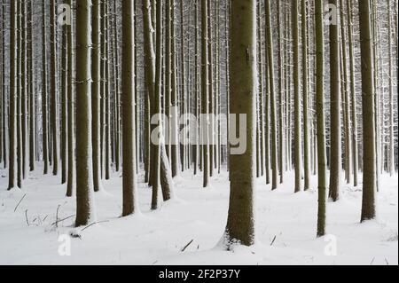 Fichtenwald im Winter, Januar, Odenwald, Hessen Stockfoto