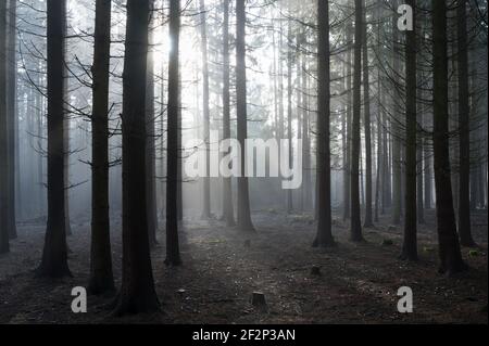 Fichtenwald im Morgennebel, Dezember, Spessart, Bayern, Stockfoto